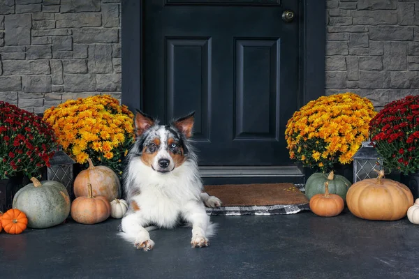 Bonito Macho Juvenil Blue Merle Australian Shepherd Cão Deitado Alpendre — Fotografia de Stock