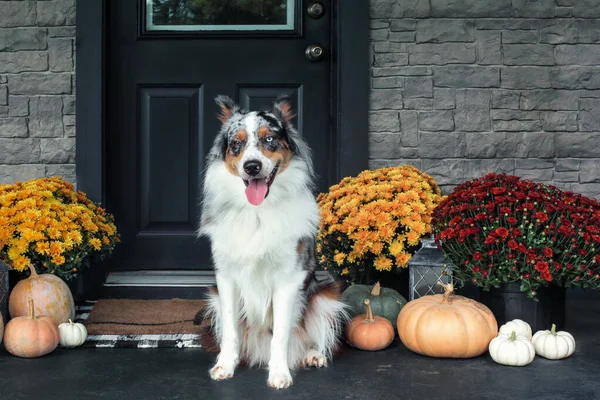 Gyönyörű Boldog Fiatalkorú Férfi Blue Merle Ausztrál Juhászkutya Verandán Díszített — Stock Fotó