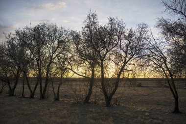 Gün doğumunda bozkır ormanları.