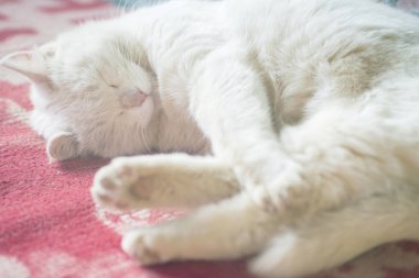 güzel beyaz kedi kanepede uyur.