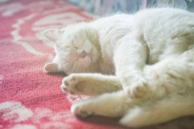 güzel beyaz kedi kanepede uyur.