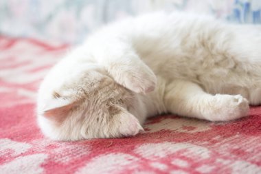 güzel beyaz kedi kanepede uyur.