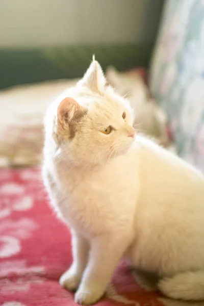 Un retrato de un gato blanco — Foto de Stock