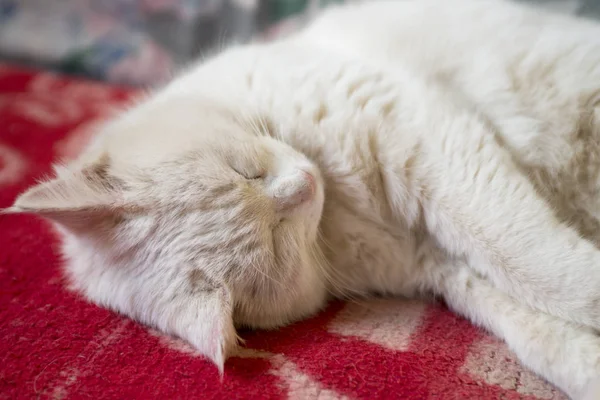 Hermoso blanco gato duerme en el sofá . — Foto de Stock