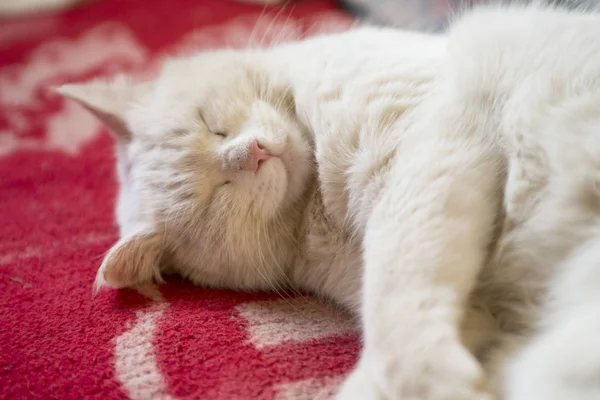 Beautiful white cat sleeps on the sofa. — Stock Photo, Image