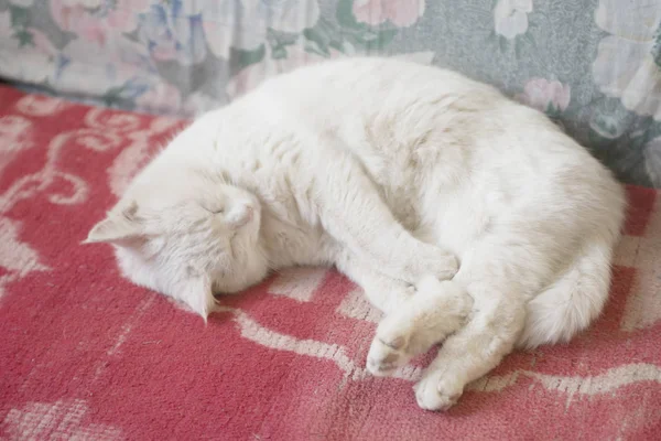 Bonito gato branco dorme no sofá . — Fotografia de Stock