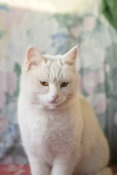 Un retrato de un gato blanco — Foto de Stock