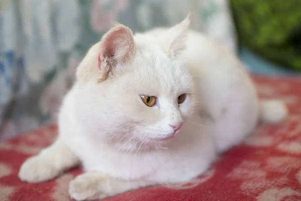 Um retrato de um gato branco — Fotografia de Stock
