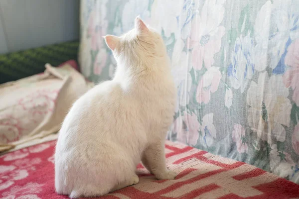 Um retrato de um gato branco — Fotografia de Stock