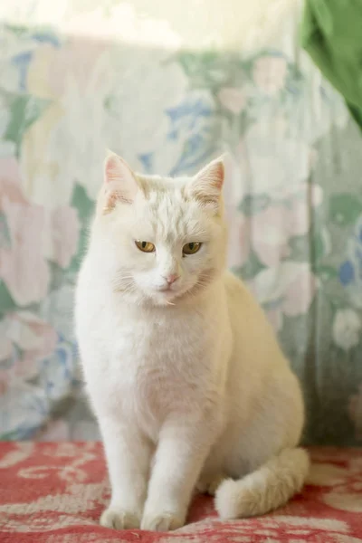 Un retrato de un gato blanco — Foto de Stock