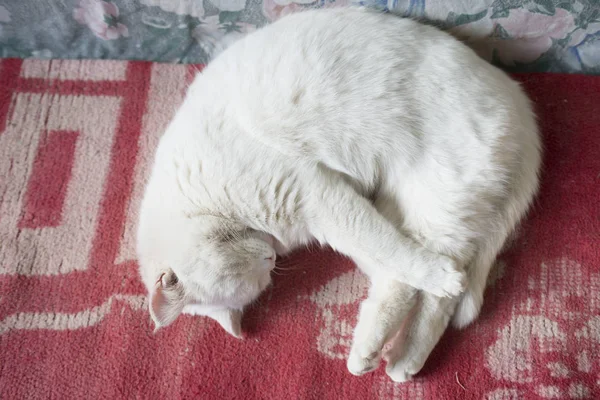 Hermoso blanco gato duerme en el sofá . — Foto de Stock