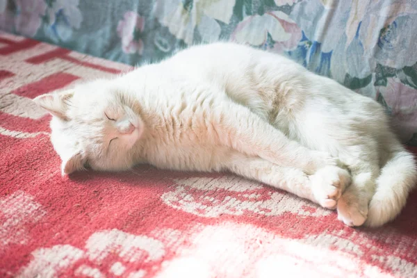 Hermoso blanco gato duerme en el sofá . — Foto de Stock