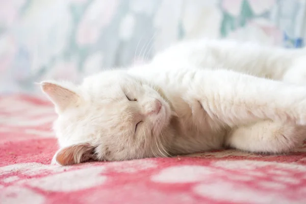 Hermoso blanco gato duerme en el sofá . — Foto de Stock