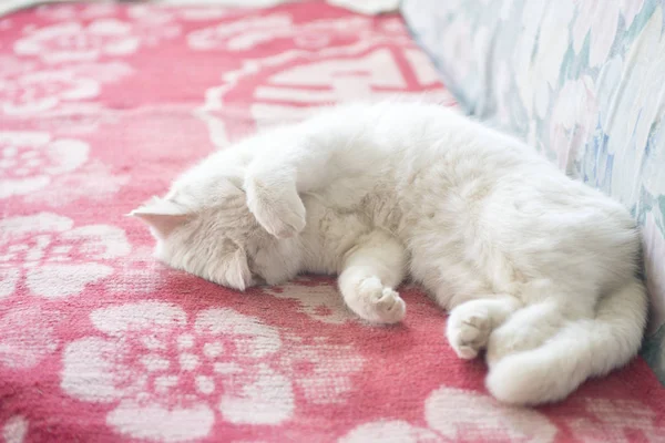 Bonito gato branco dorme no sofá . — Fotografia de Stock