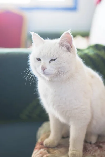 Ett porträtt av en vit katt — Stockfoto