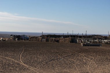 Kışın koyun kalemleri ve herbage