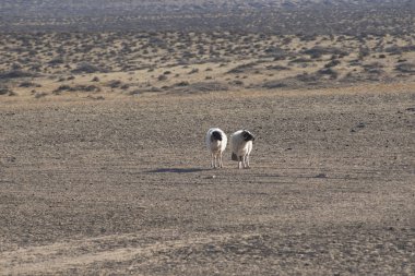 Çayırda iki sokak koyunu