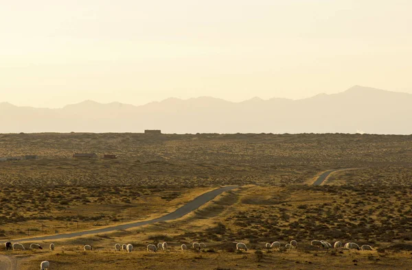 Caminos de pastoreo y ovejas en invierno. Mongolia Interior, China . — Foto de Stock