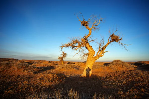 Los árboles altos Populus diversifolia en la mañana en invierno . — Foto de Stock