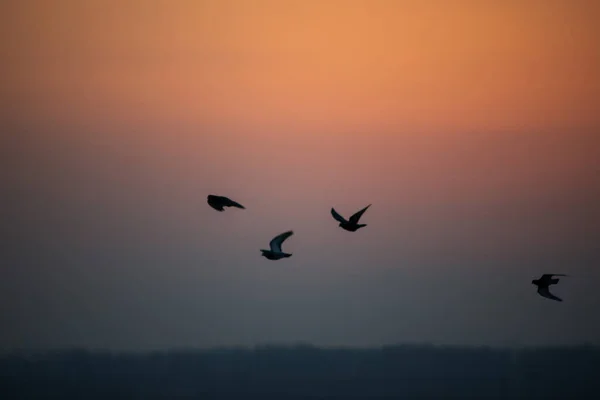 Čtyři holubi se rýsoval proti Rudé obloze — Stock fotografie