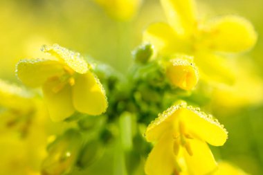 Çiy damlaları ile güzel tecavüz çiçek