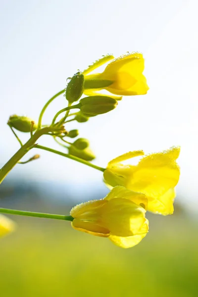Bellissimo fiore di colza con gocce di rugiada — Foto Stock
