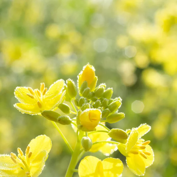 Bellissimo fiore di colza con gocce di rugiada — Foto Stock