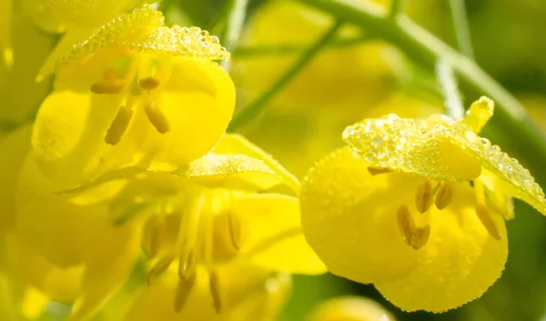 Bellissimo fiore di colza con gocce di rugiada — Foto Stock