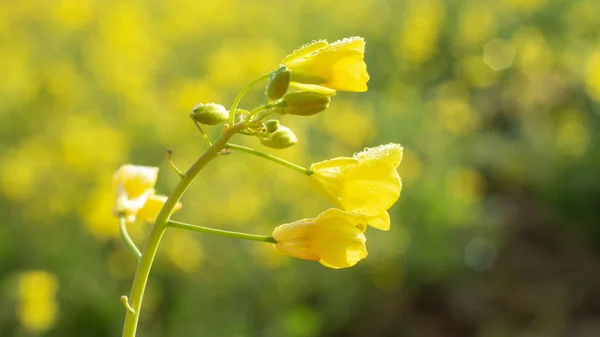 Hermosa flor de colza con gotas de rocío —  Fotos de Stock