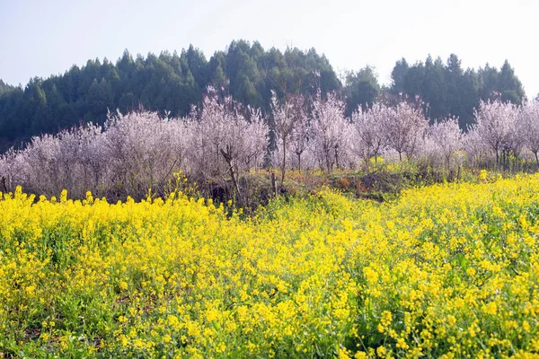 Fiori di colza e fiori di pesco nella campagna primaverile — Foto Stock