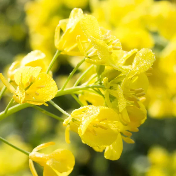 Beautiful rape flower with dewdrops — Stock Photo, Image