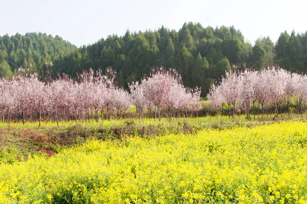 Fiori di colza e fiori di pesco nella campagna primaverile — Foto Stock