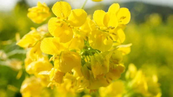 Beautiful rape flower with dewdrops — Stock Photo, Image