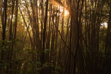 Güneşli bir orman. Qionglai county, Chengdu city, Sichuan prov. Çin.