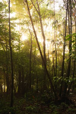 Güneşli bir orman. Qionglai county, Chengdu city, Sichuan prov. Çin.