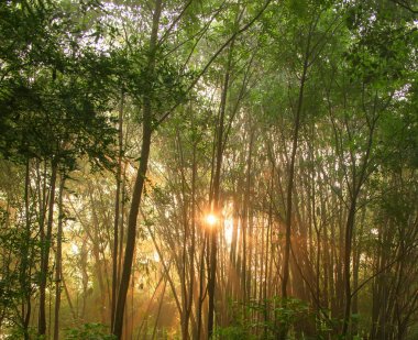 Güneşli bir orman. Qionglai county, Chengdu city, Sichuan prov. Çin.