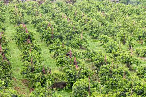 Overlooking a growing orange orchard — Stock Photo, Image