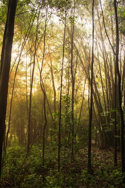 Sunny jungle.Qionglai County, Chengdu city, Sichuan prov. Китай . — стоковое фото