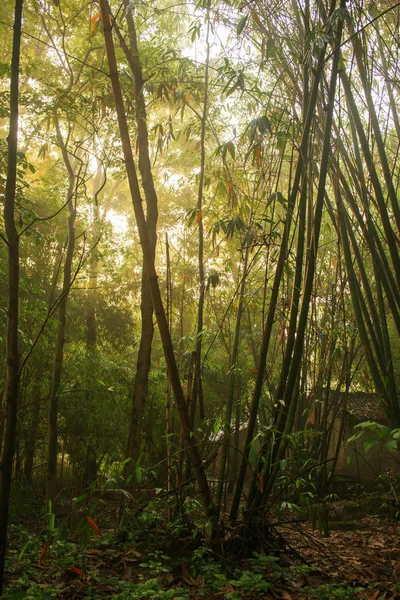 Sunny jungle.Qionglai County, Chengdu city, Sichuan prov. Китай . — стоковое фото