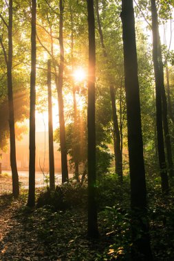 Sabahın erken saatlerinde yoğun orman köyü, Qionglai ilçe, Chen