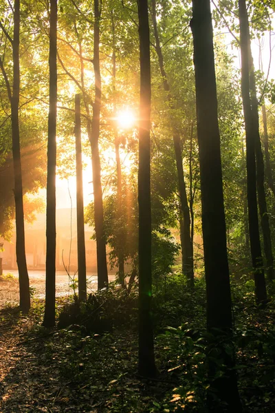 Dense forest village in the early morning, Qionglai county, Chen — Stock Photo, Image