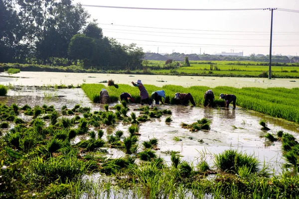 People work in rice fields — Stock Photo, Image