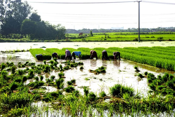 People work in rice fields — Stock Photo, Image