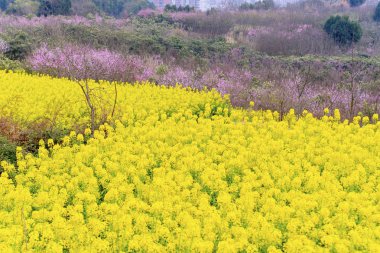 İlkbaharda güzel pastoral manzara