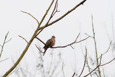 Benekli Güvercin bir dalda dinleniyor