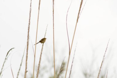 Bir Prinia inornata bir dala düşer.