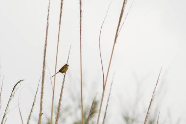 Bir Prinia inornata bir dala düşer.