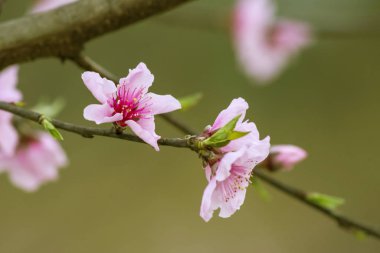 Şeftali çiçeklerini kapatın