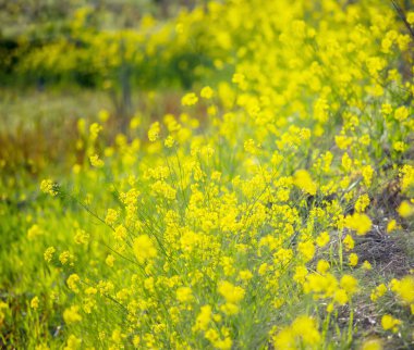 İlkbaharda güzel pastoral manzara