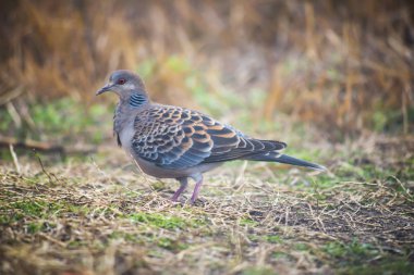 Close up beautiful Spotted Dove clipart